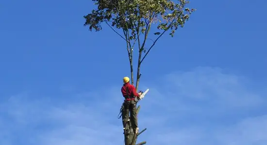 elagage-et-abattage-de-tout-type-d-arbre-33-4